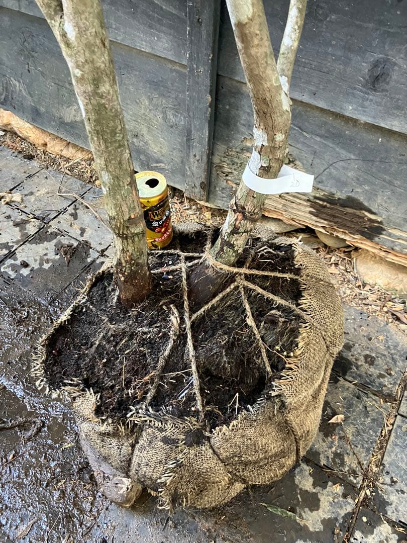 20 山採り　ミツバツツジ