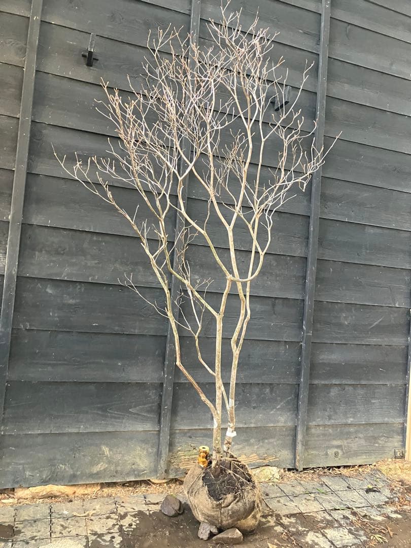 20 山採り　ミツバツツジ