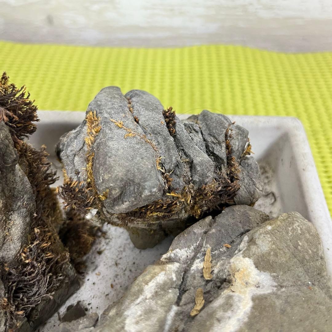 【5個セット】誉平(ポンピラ）石　自然石　水石　盆栽　鑑賞　台つき