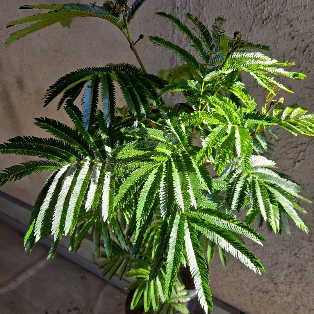 ③　エバーフレッシュ　8号特大苗木最高等級極上品‼️　極太