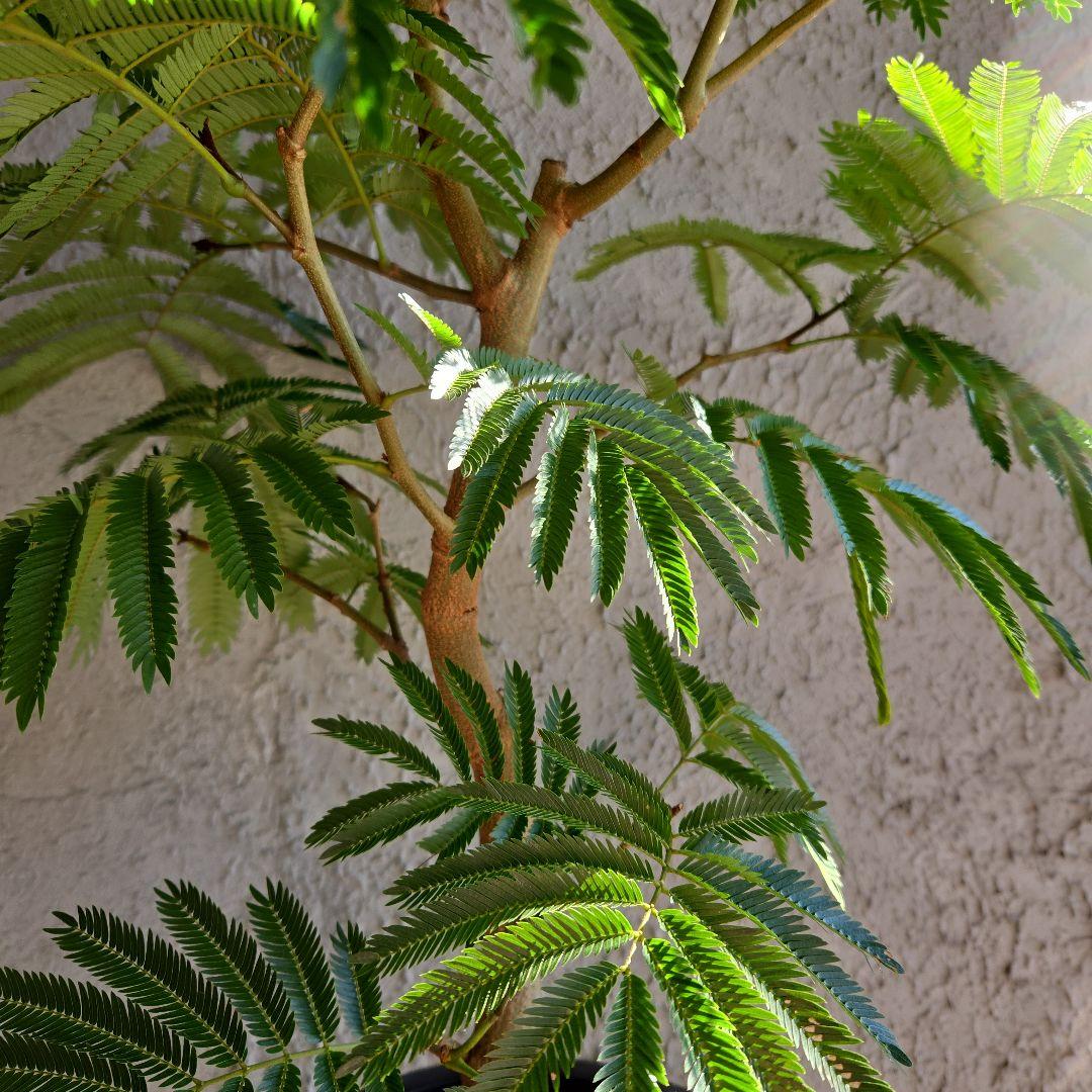 ③　エバーフレッシュ　8号特大苗木最高等級極上品‼️　極太