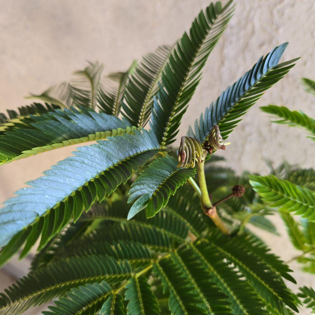 ③　エバーフレッシュ　8号特大苗木最高等級極上品‼️　極太