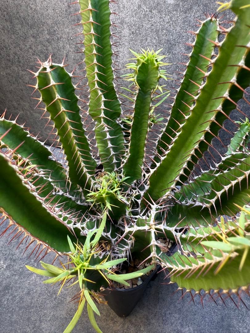 ユーフォルビア　ムランジーナ　実生　339