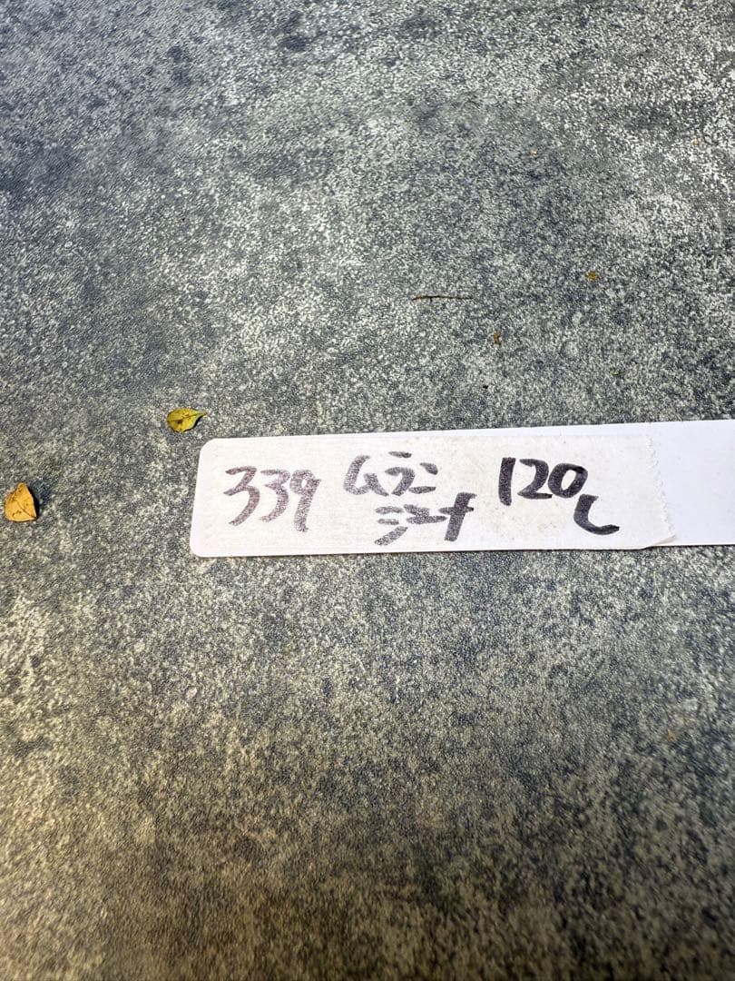 ユーフォルビア　ムランジーナ　実生　339