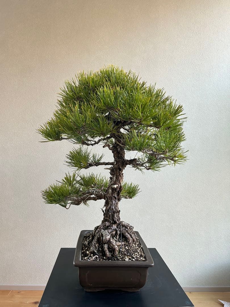 黒松　盆栽　激古　中品　足元20㎝