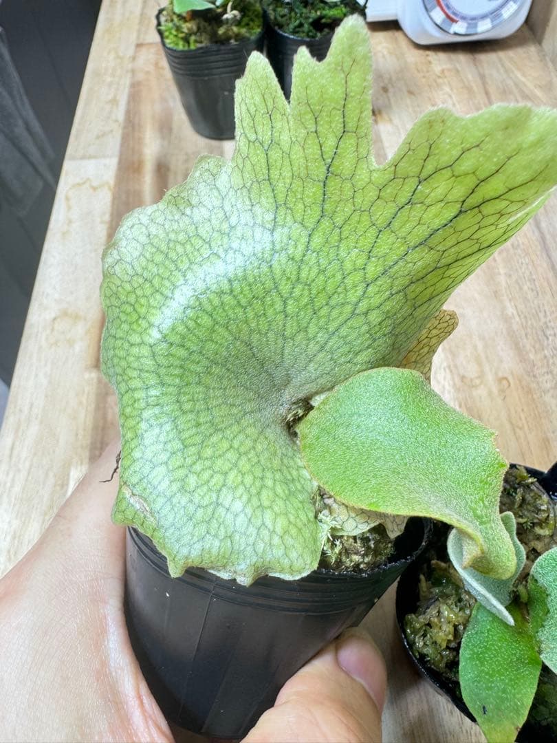 willinckii Fly dwarf 確定③ オマケ付き