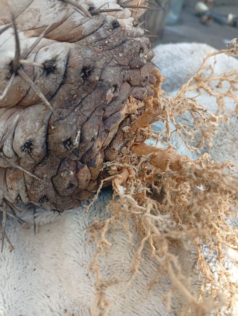 コピアポア シネレア 黒王丸 サボテン 多肉植物 多肉