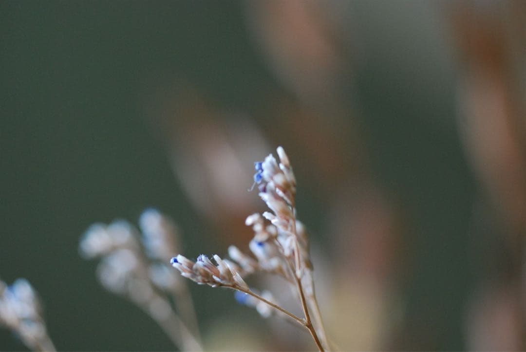 Nikon D80 デジタル一眼AFマクロ　NIKKOR 55㍉　レンズ付　※注