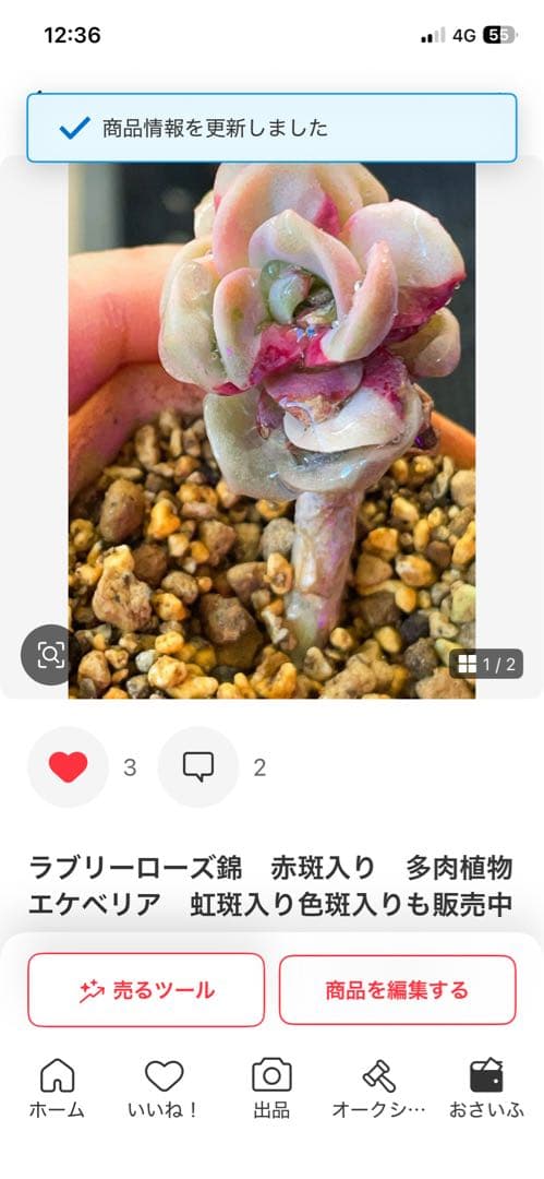 多肉植物　専用