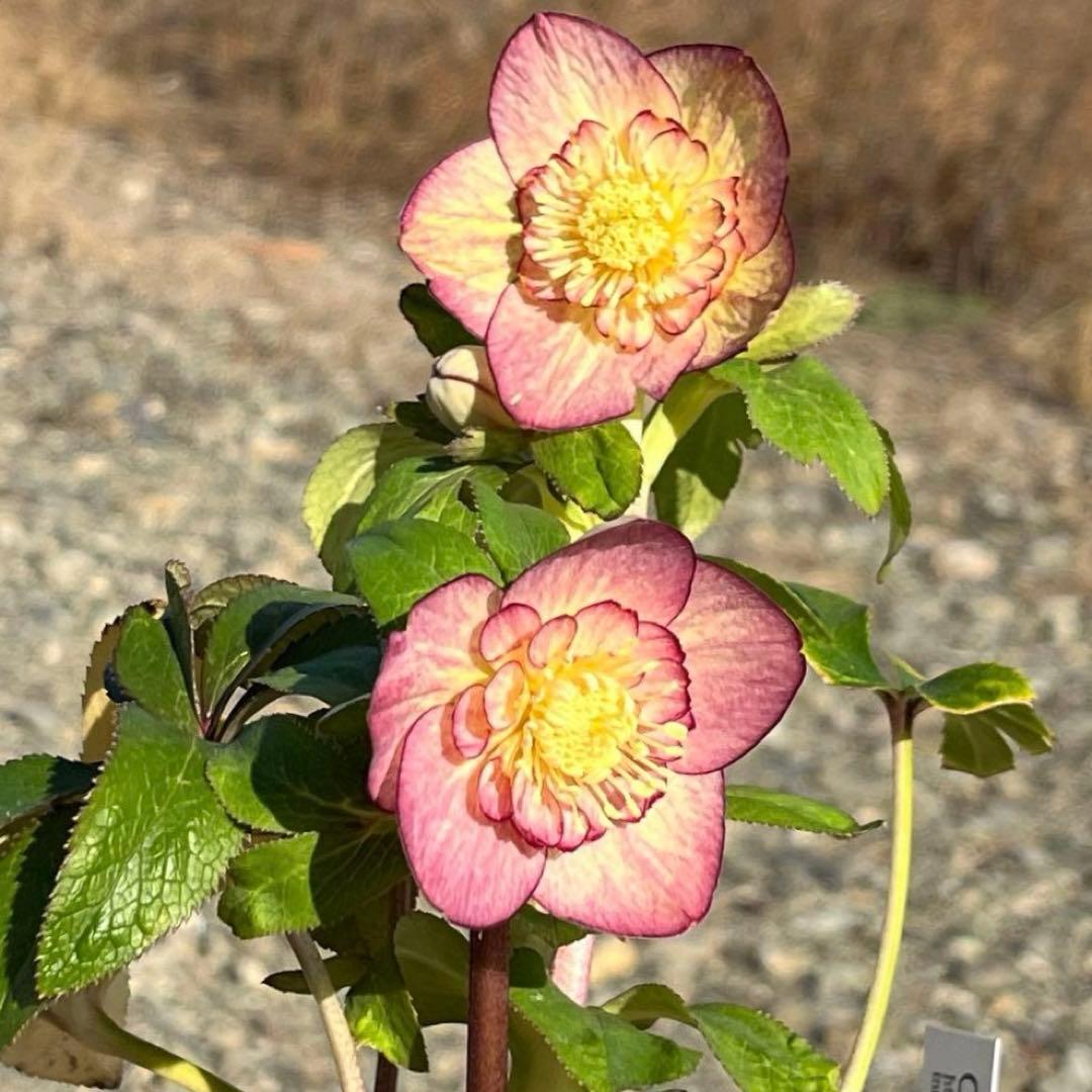 ぽ*の様 ☘️超レア☘️❤️根充実❤️⭐️超⭐️沢山新芽元気株❤️3272⭐️超