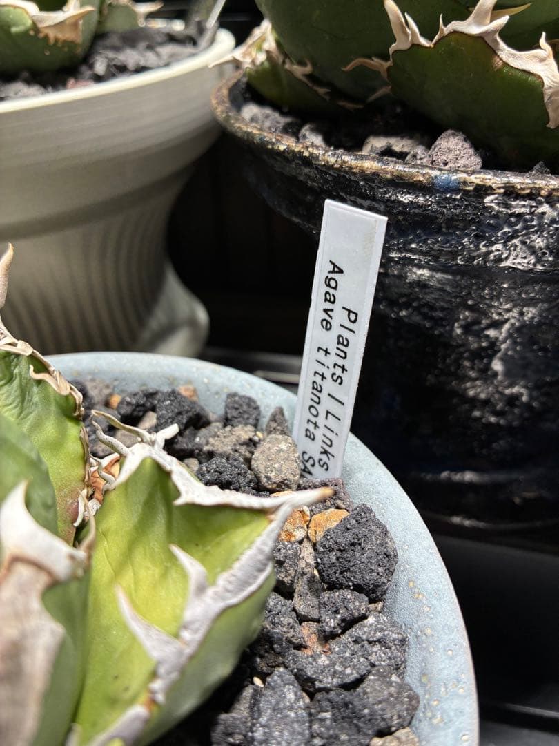 鉢付き　極上SAD 強鋸歯　南アフリカダイヤモンド　タグ付き