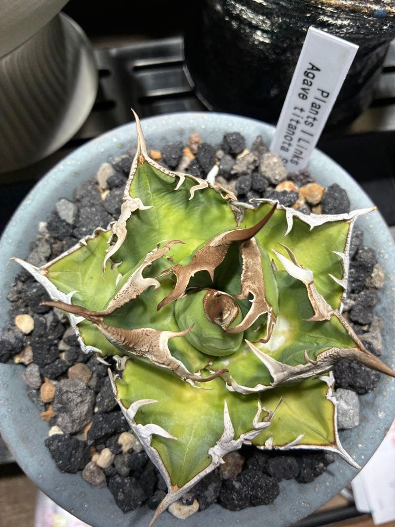 鉢付き　極上SAD 強鋸歯　南アフリカダイヤモンド　タグ付き