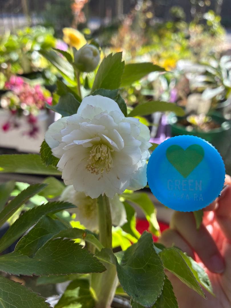 ♡開花中♡クリスマスローズ小輪ホワイト多弁