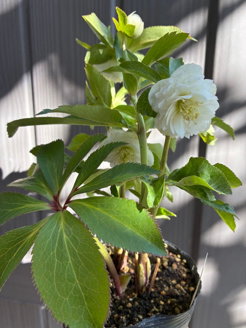 ♡開花中♡クリスマスローズ小輪ホワイト多弁