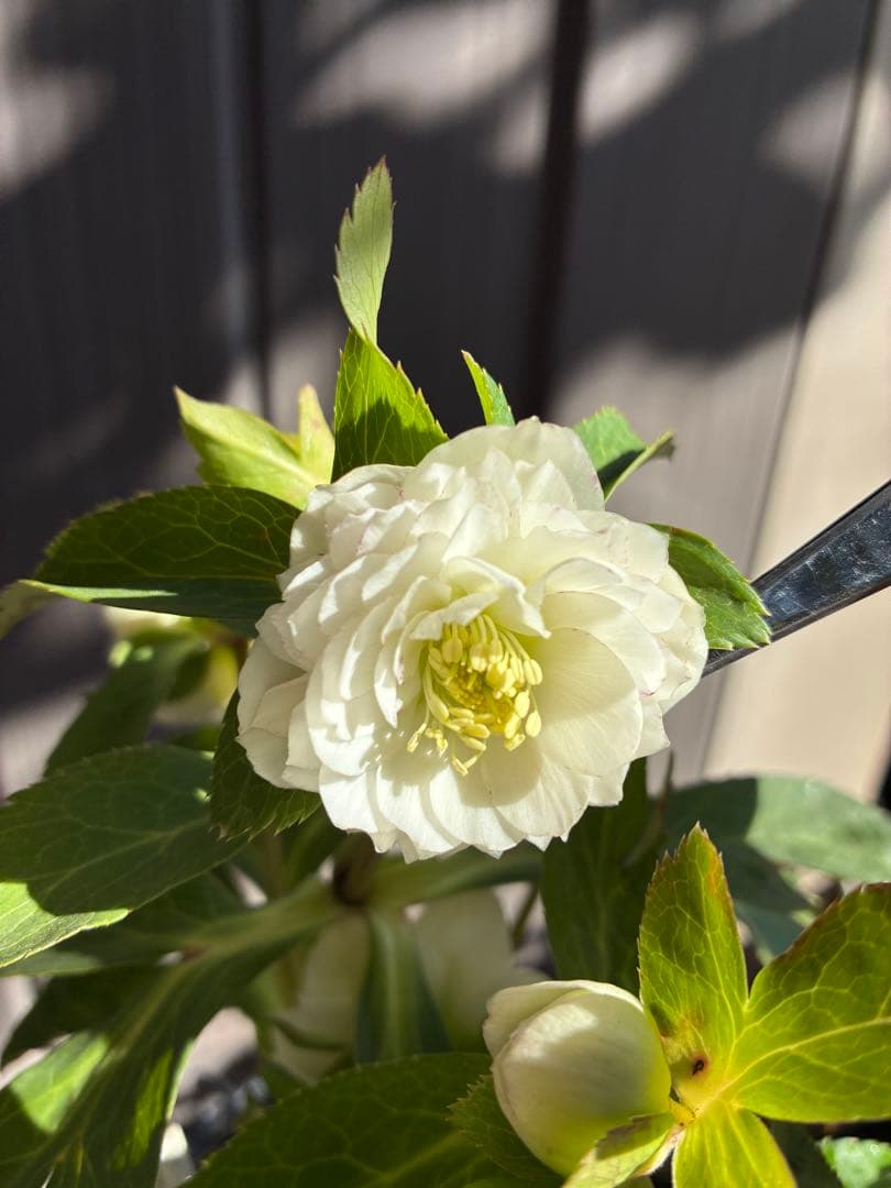 ♡開花中♡クリスマスローズ小輪ホワイト多弁