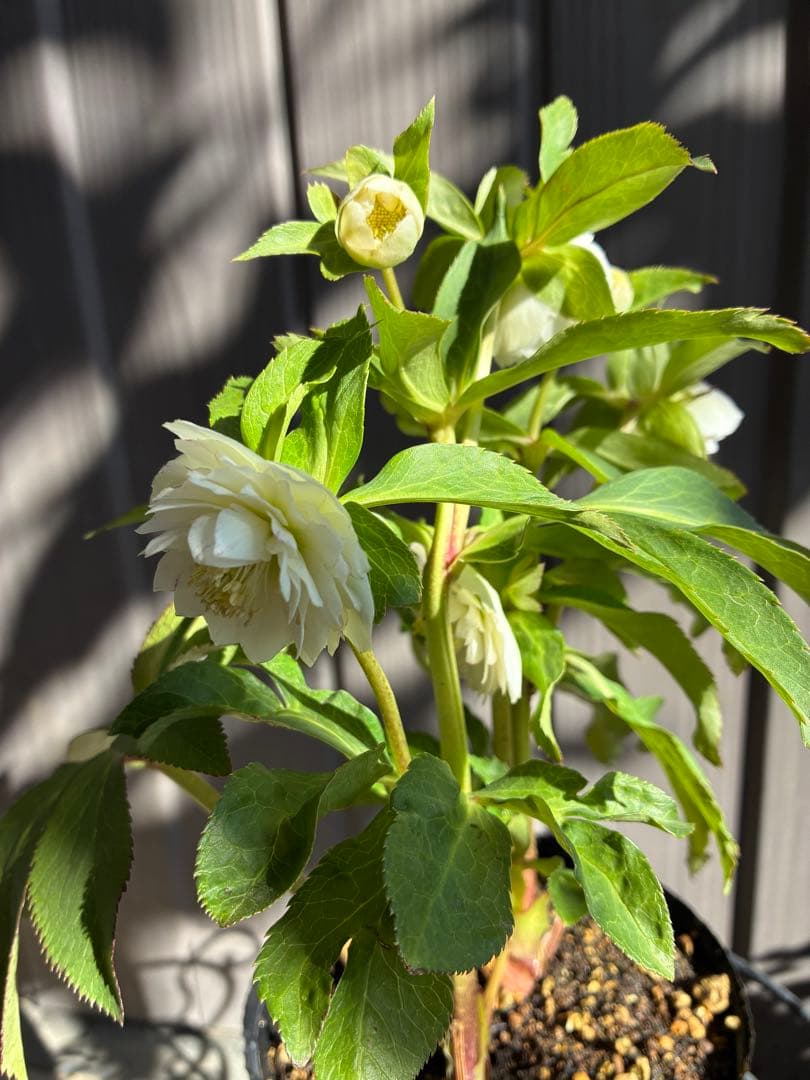 ♡開花中♡クリスマスローズ小輪ホワイト多弁