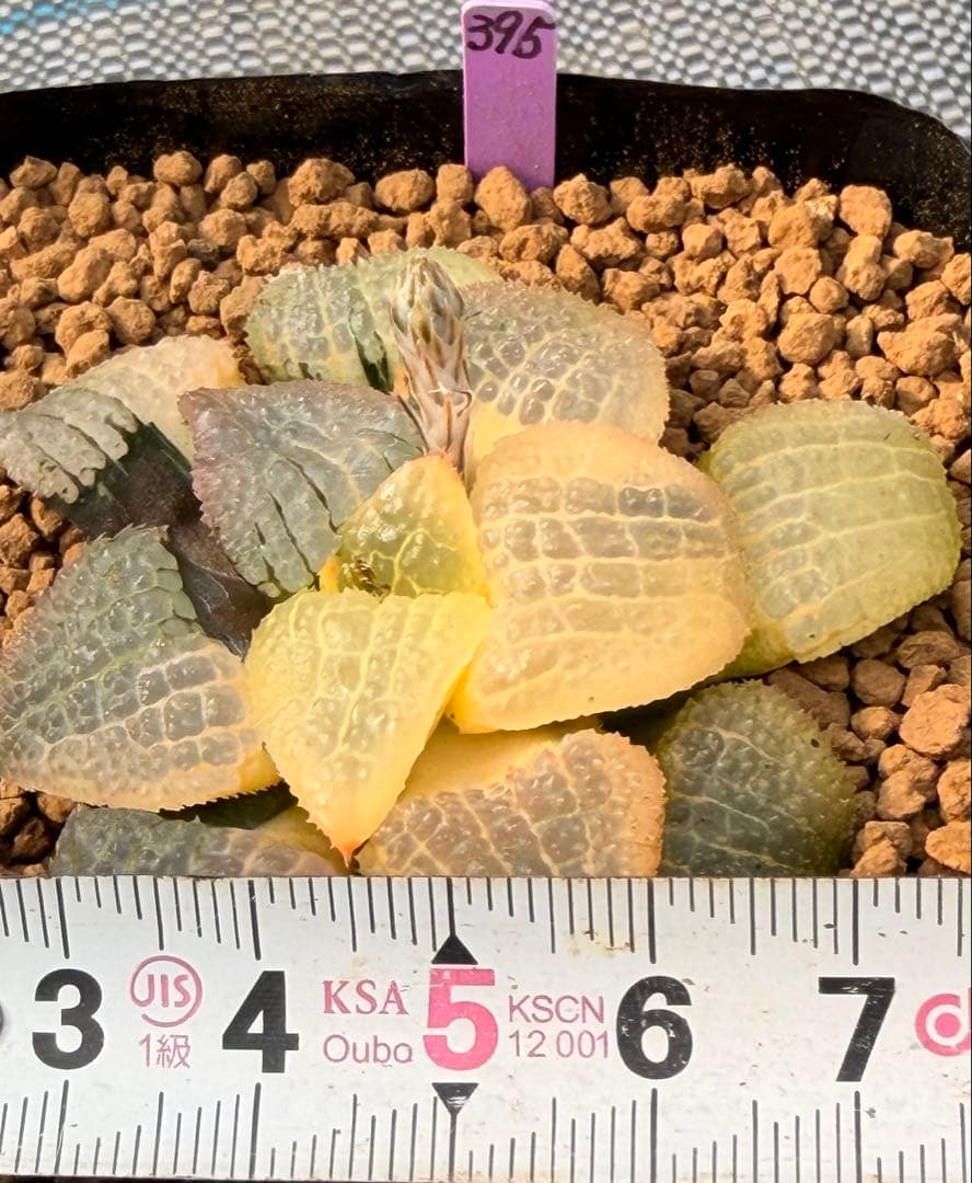 ハオルチア　天空の境錦　極上株