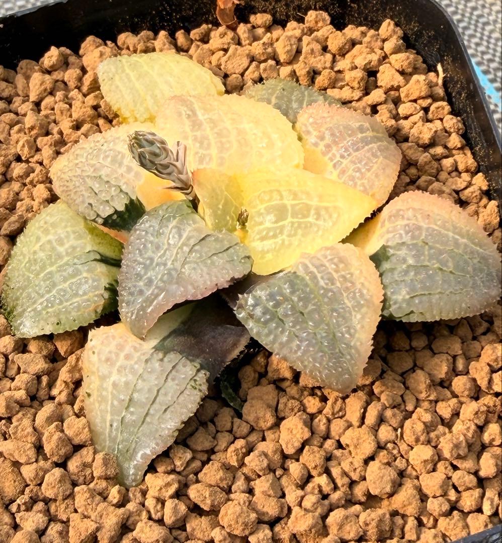 ハオルチア　天空の境錦　極上株