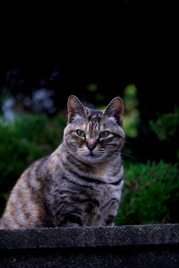 【保証付き美品‼️】NIKKOR Z 28-400mm f/4-8 VR