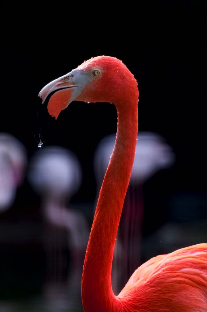 【保証付き美品‼️】NIKKOR Z 28-400mm f/4-8 VR