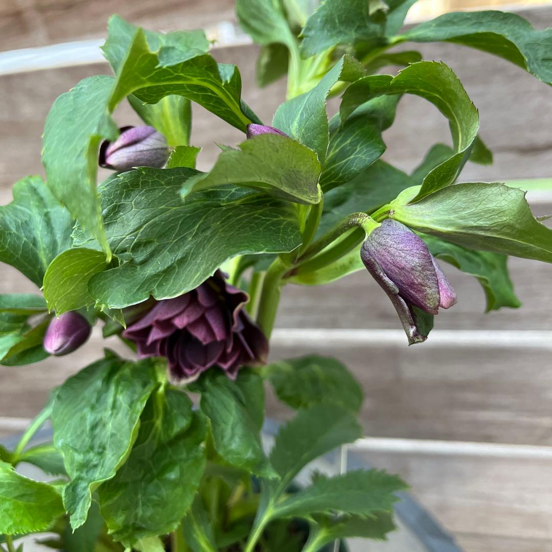 クリスマスローズ　八重咲き　ダブル　エレン　5号　3鉢セット　蕾多数　現物　Ｍ