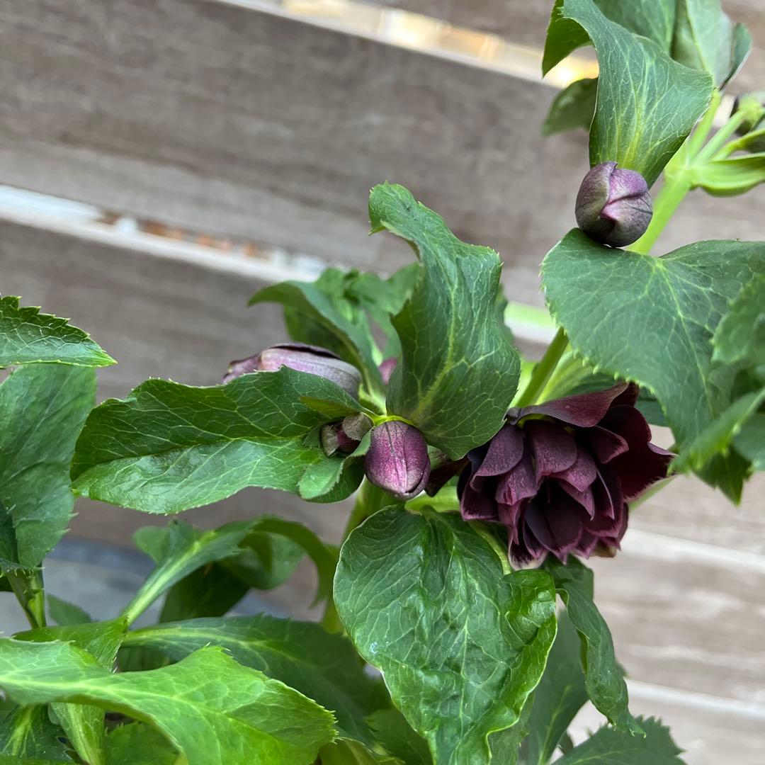 クリスマスローズ　八重咲き　ダブル　エレン　5号　3鉢セット　蕾多数　現物　Ｍ