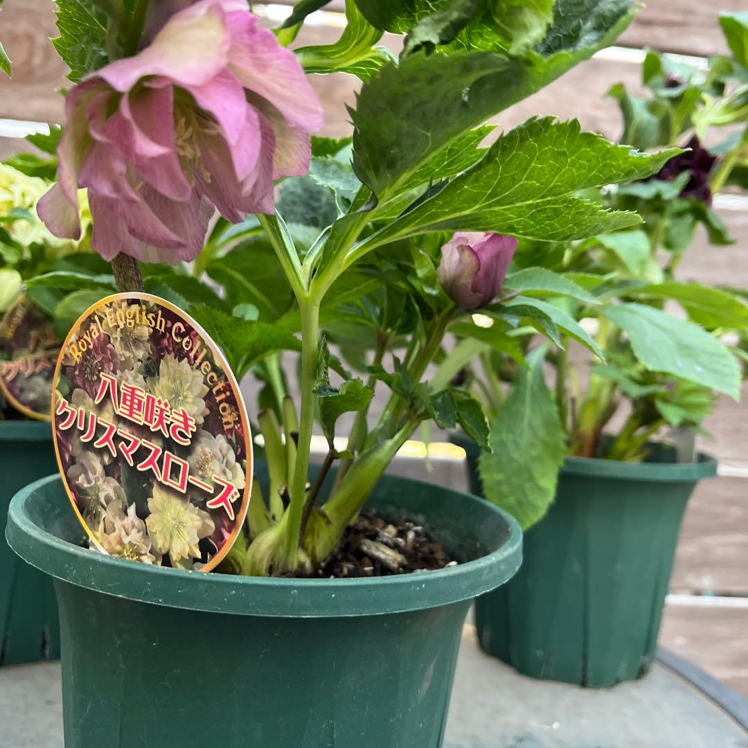 クリスマスローズ　八重咲き　ダブル　エレン　5号　3鉢セット　蕾多数　現物　Ｍ