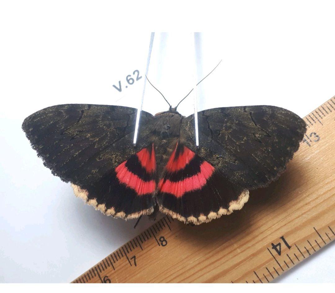 Catocala cara 3頭セット