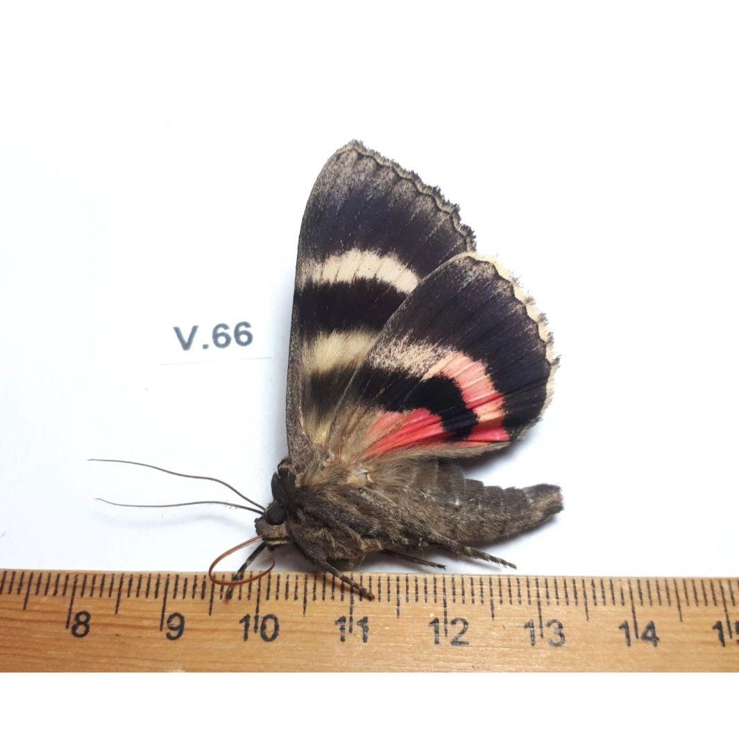 Catocala cara 3頭セット