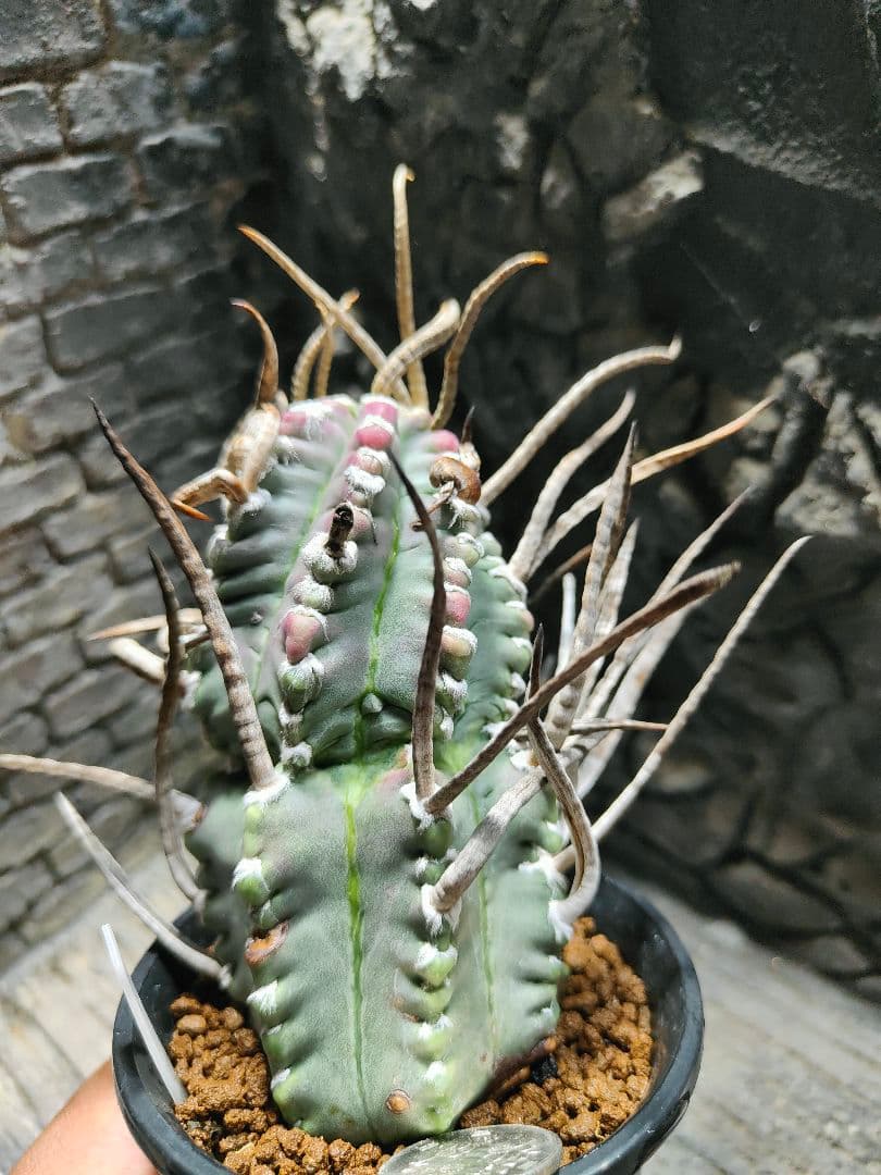 おでん。サボテン　奇巌大鳳玉F75