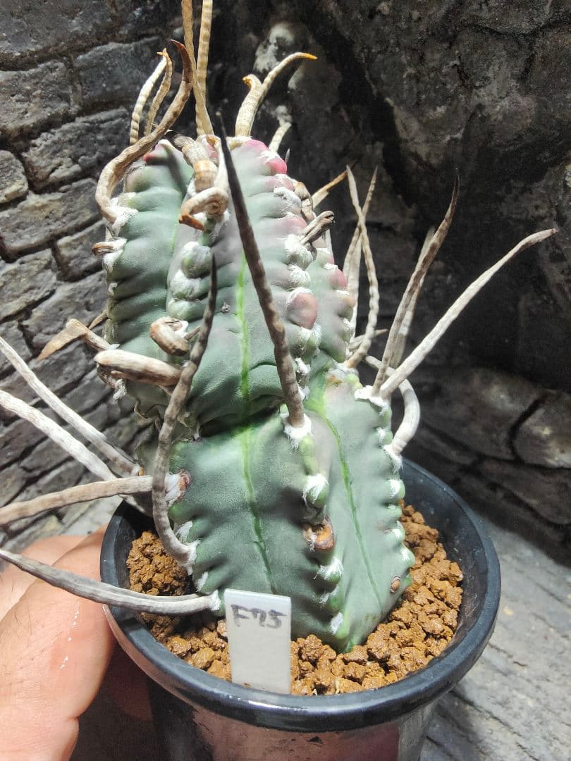 おでん。サボテン　奇巌大鳳玉F75