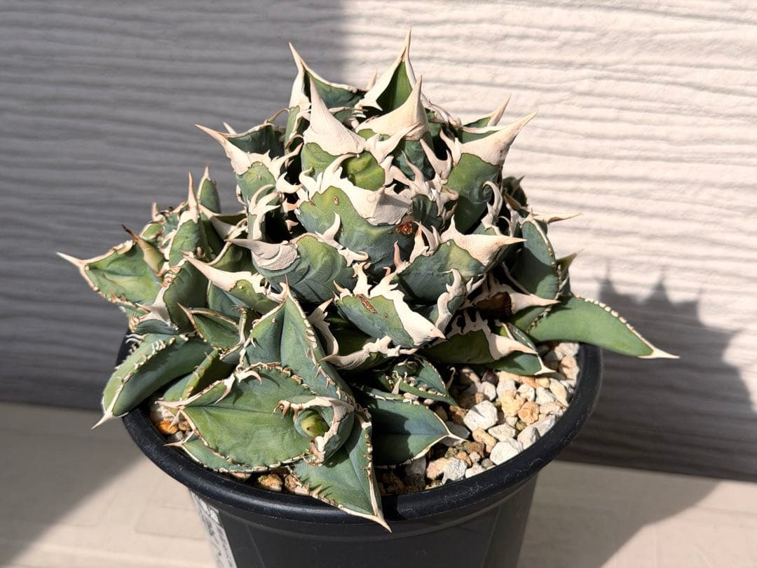 【にゃんこす様専】lize産　大白鯊ホホジロザメ群生子株10株付き　鉢ごと