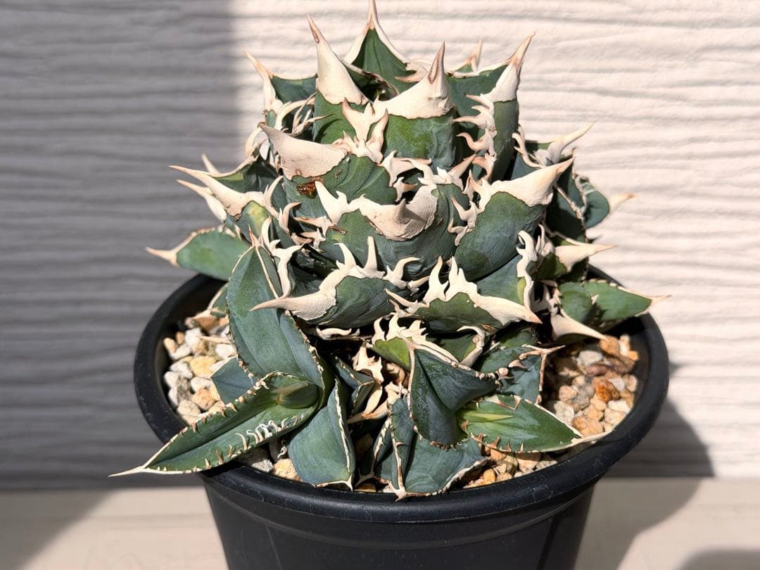 【にゃんこす様専】lize産　大白鯊ホホジロザメ群生子株10株付き　鉢ごと