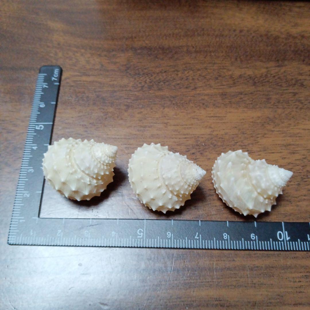 貝殻標本　イガギンエビス⑧