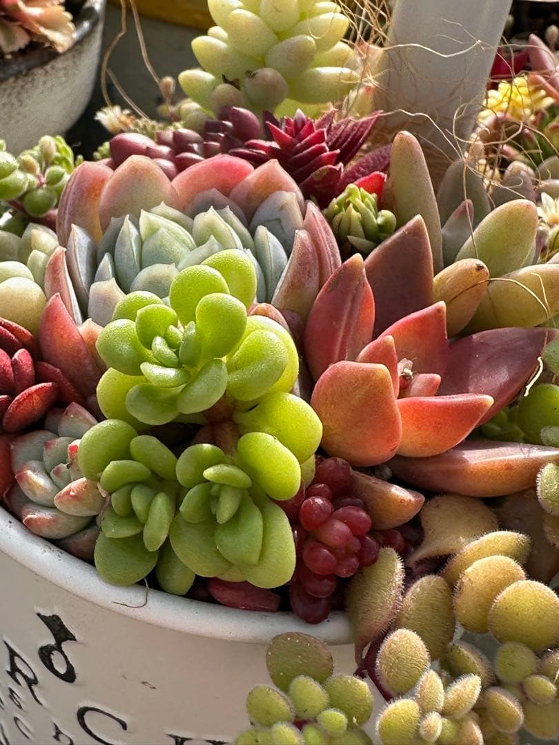 多肉植物の寄せ植え（白い鉢）