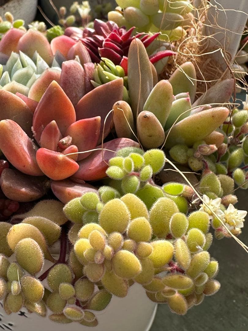 多肉植物の寄せ植え（白い鉢）
