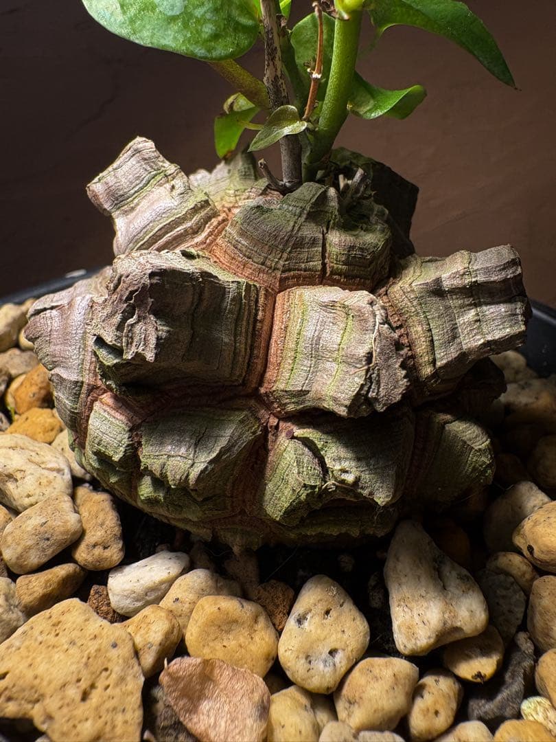 【丸型良型】アフリカ亀甲竜　実生 幅7cm 将来有望