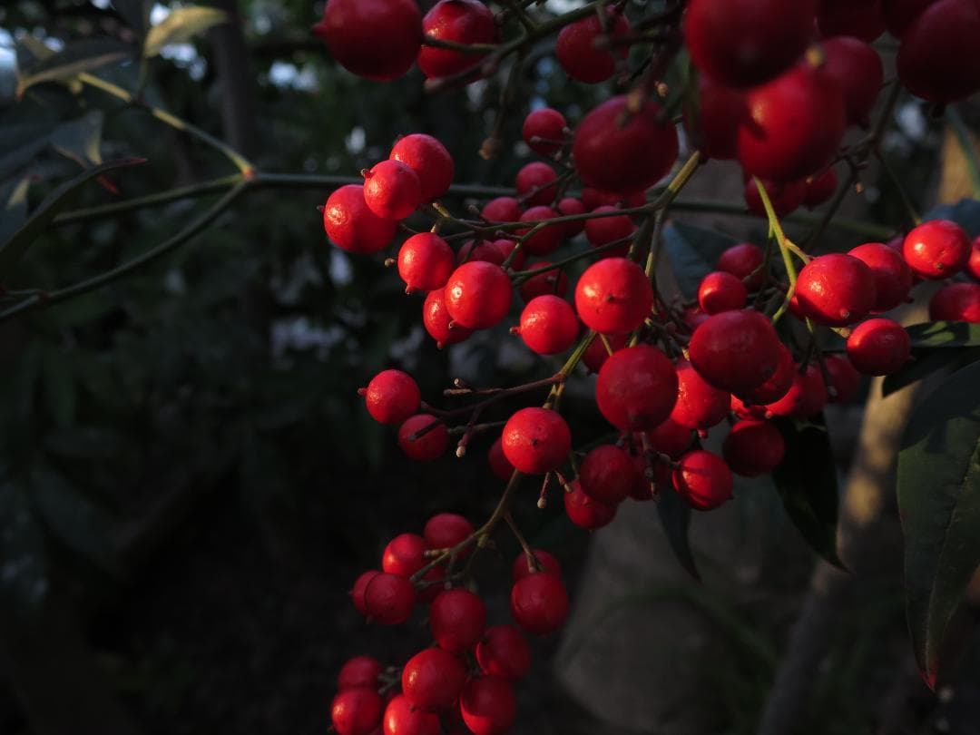 キヤノン PowerShot S120（動作可・ジャンク）