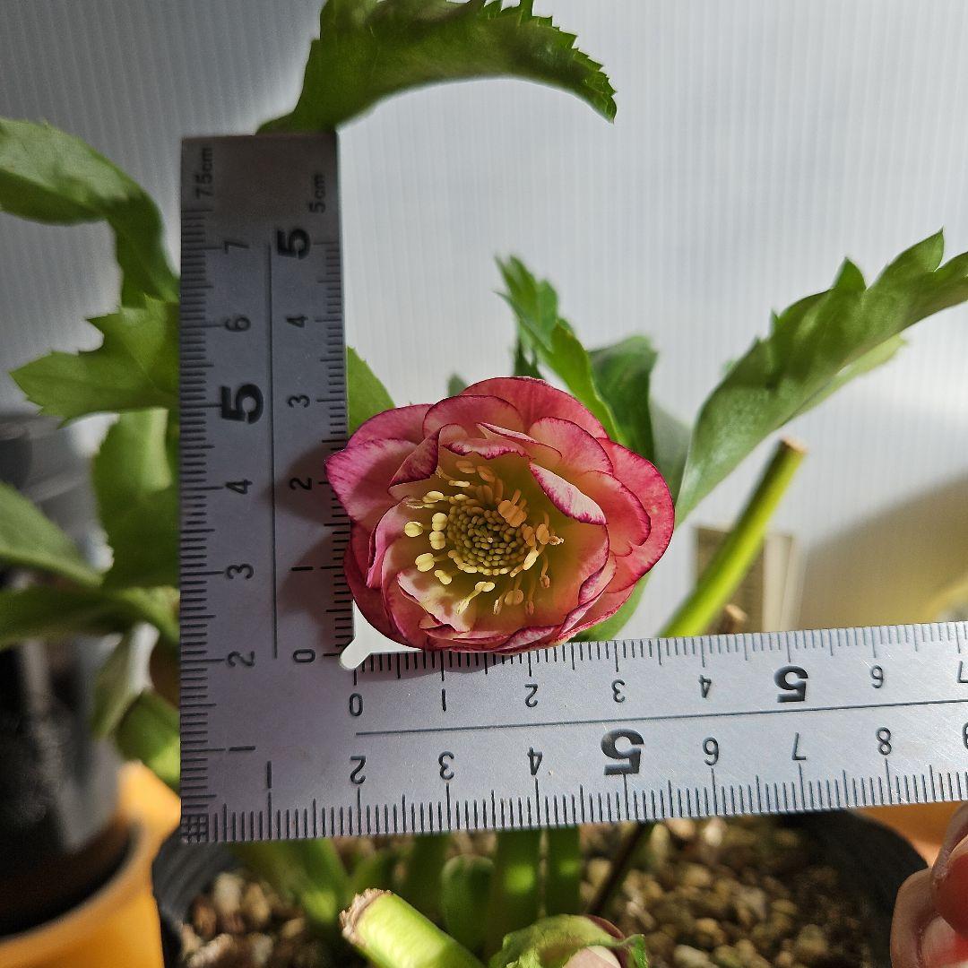 ㉖-229クリスマスローズ