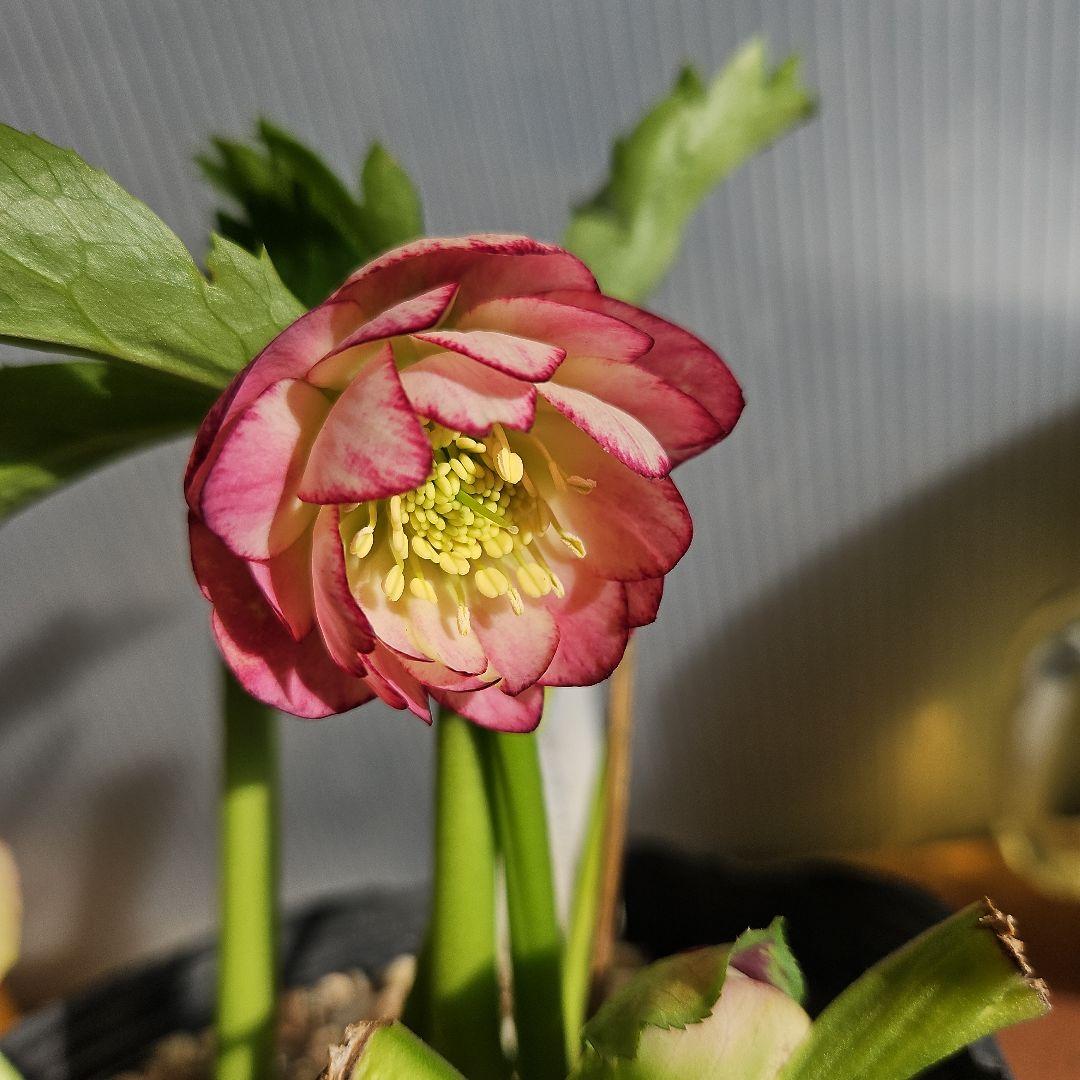 ㉖-229クリスマスローズ