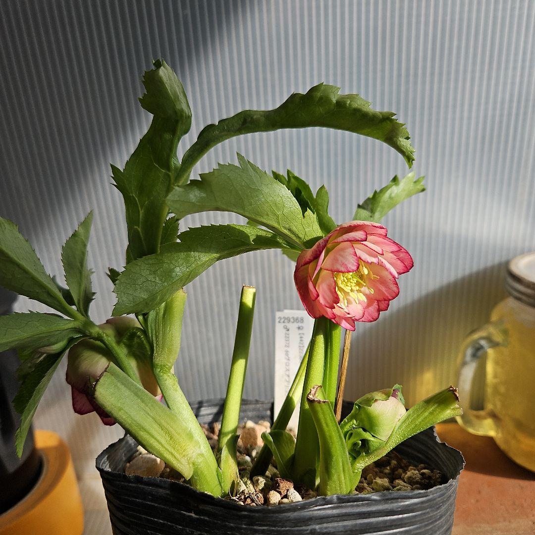 ㉖-229クリスマスローズ