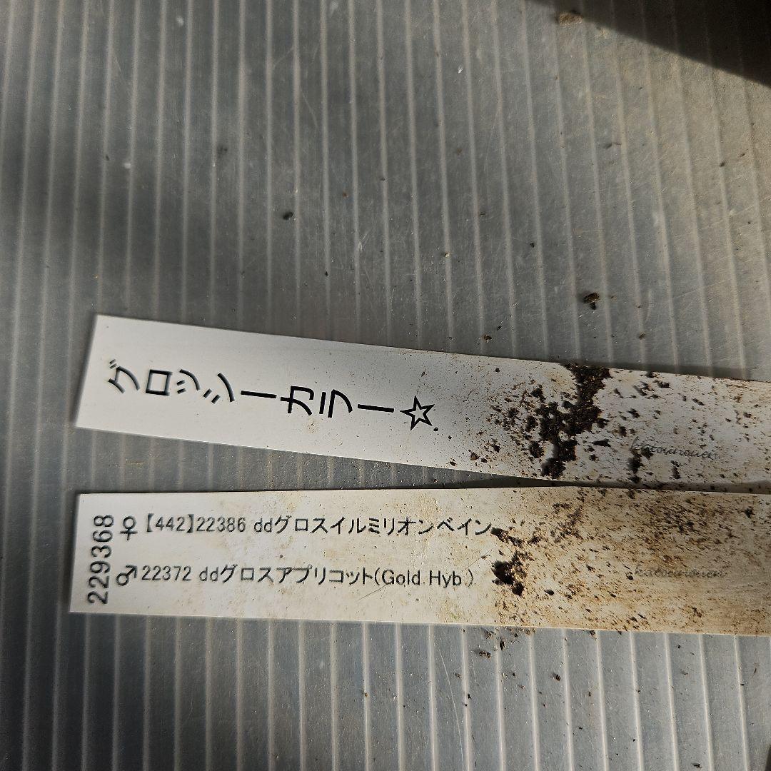 ㉖-229クリスマスローズ