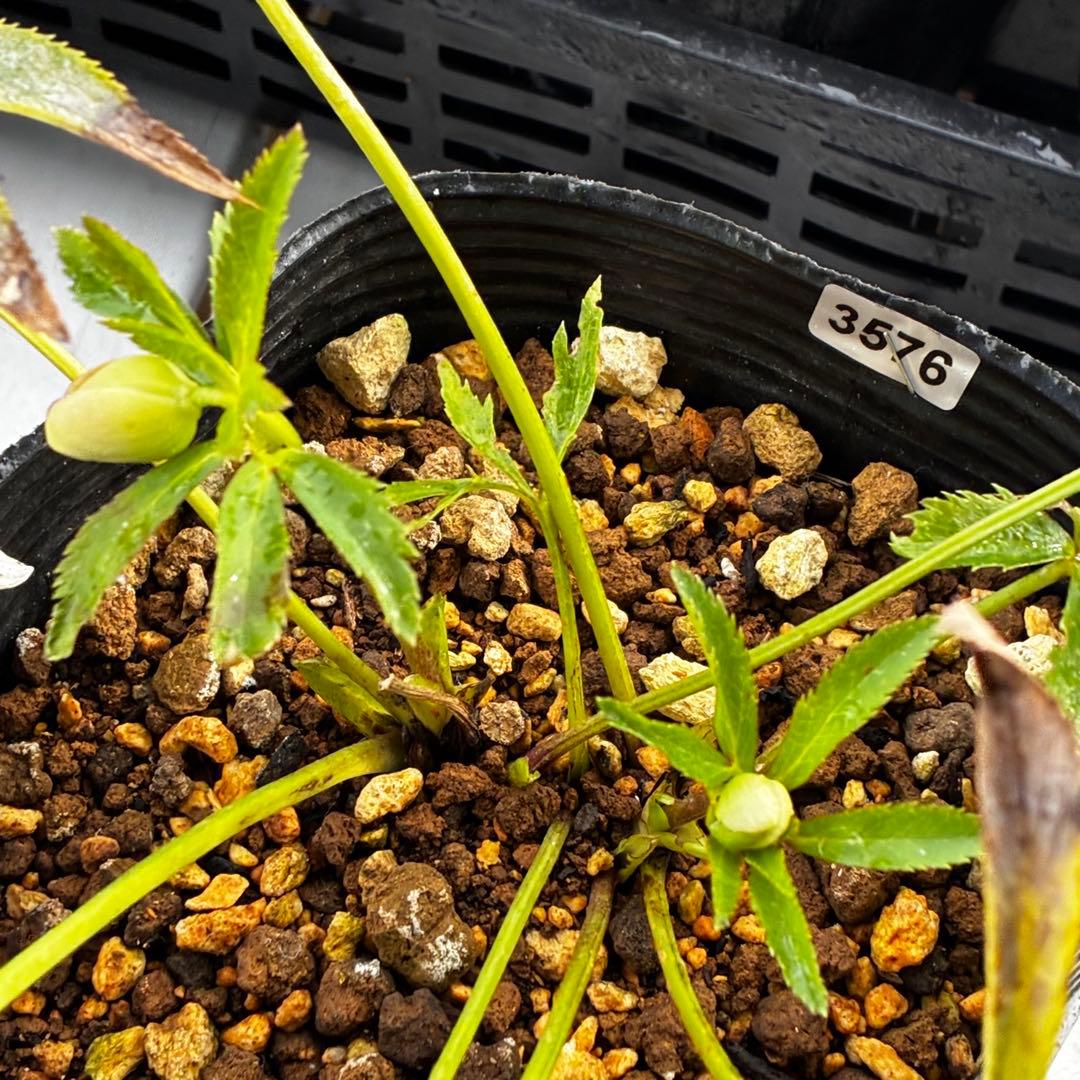 も*読様 3576☘️蕾花付き☘️⭐️オーレアXボッコネイ⭐️芳香⭐️小輪⭐️ピ