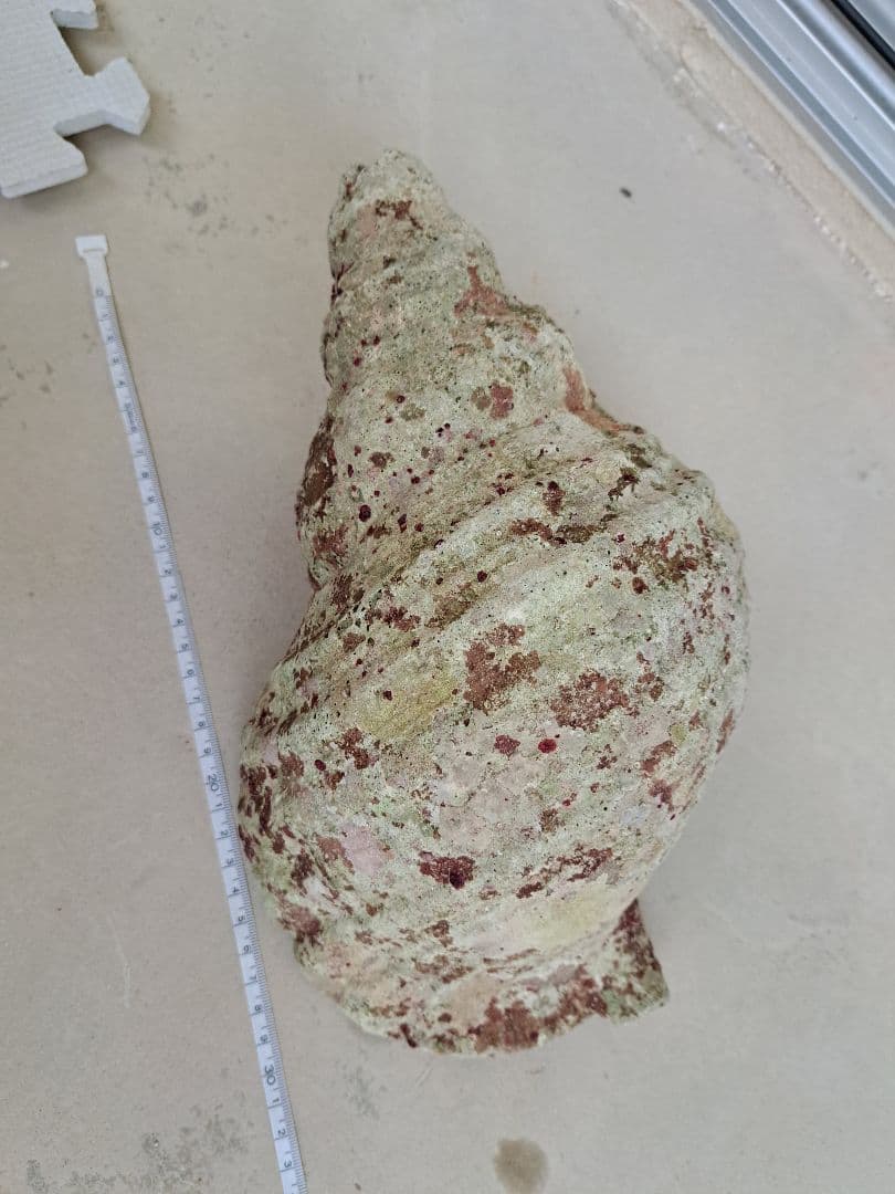 沖縄県産☆特大法螺貝