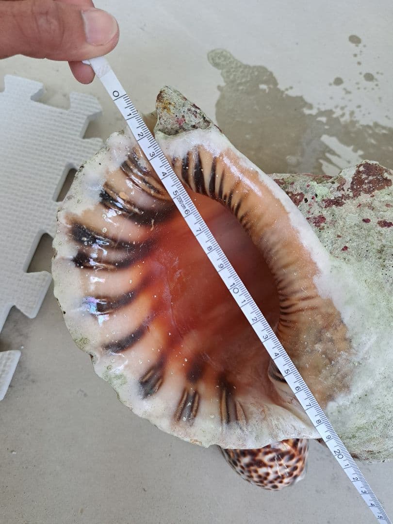 沖縄県産☆特大法螺貝