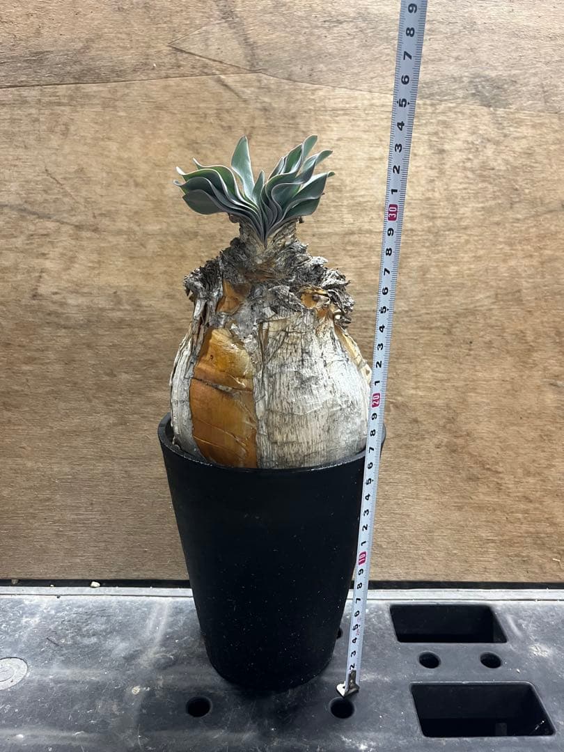 ブーファン　ハエマンソイデス　（検　ハエマントイデス　ディスティチャ