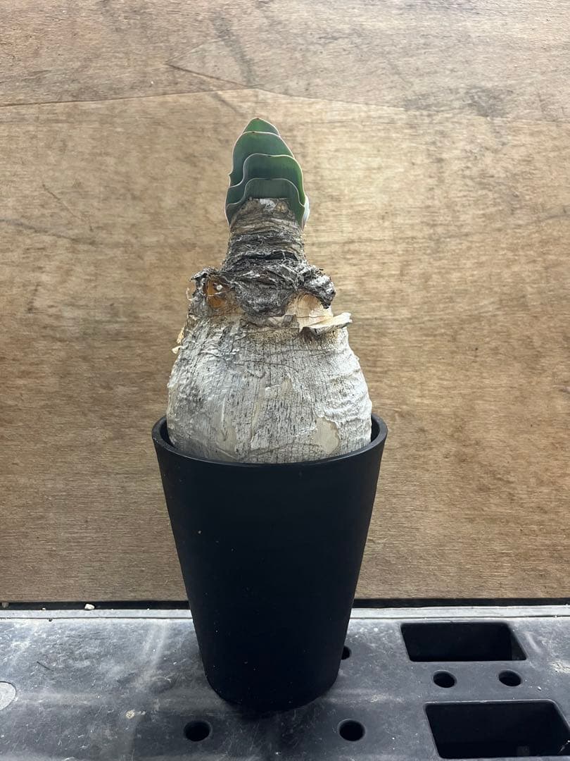 ブーファン　ハエマンソイデス　（検　ハエマントイデス　ディスティチャ