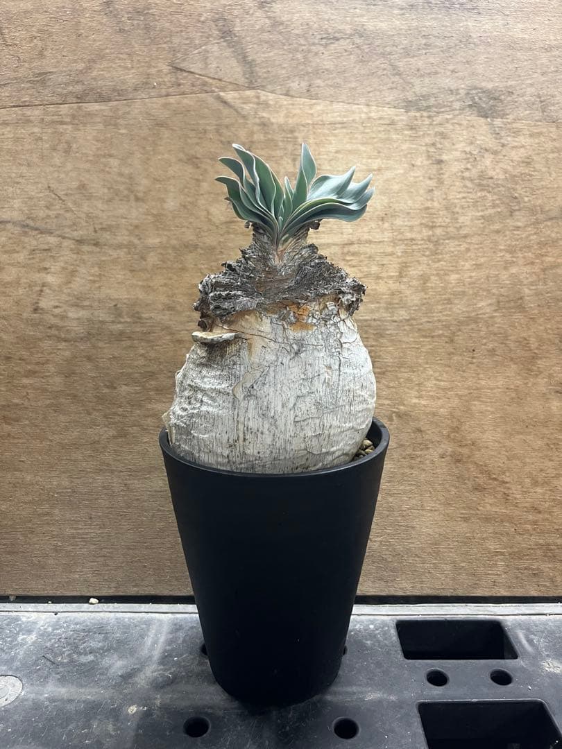 ブーファン　ハエマンソイデス　（検　ハエマントイデス　ディスティチャ