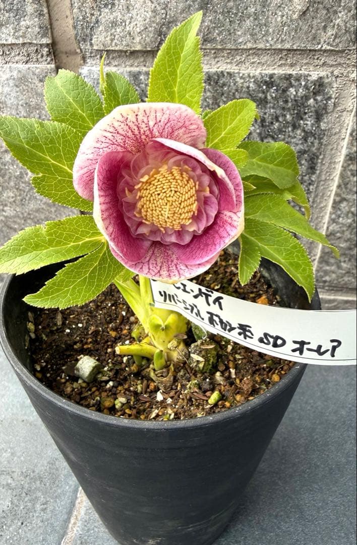 クリスマスローズ　広瀬園芸リバーシブルボカシ系セミダブルオーレア