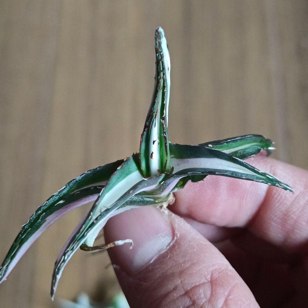 A079 特選 アガベ チタノタ 氷山白中斑 鮮明錦 永久斑 極上3株同梱